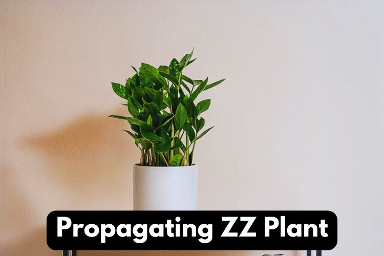 ZZ Plant in white pot on a wooden brown table